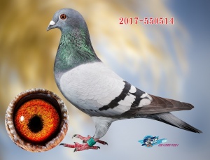 2017-550514 ♀
