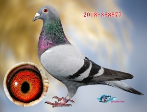 2018-888877 ♂