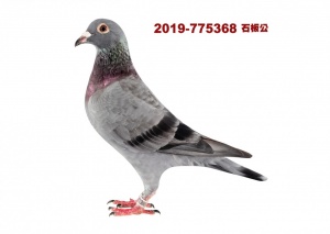 2019-775368 ♂