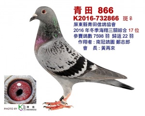 K2016-732866 ♀