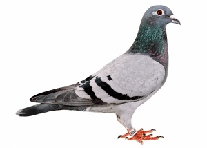 04-6220408 ♀