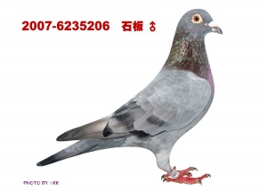 07-6235206 ♂