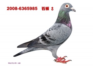 08-6365985 ♂