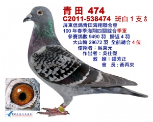 11-538474 ♂
