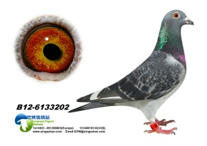 12-6133202 ♀