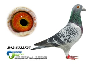12-6322727 ♂