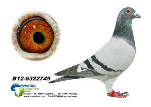 12-6322749 ♂