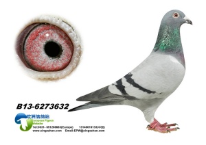 13-6273632 ♂