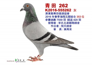16-555262 ♀