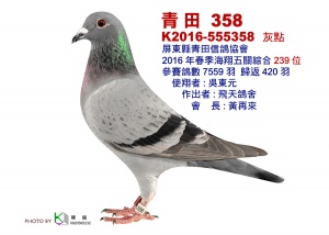 16-555358 ♀