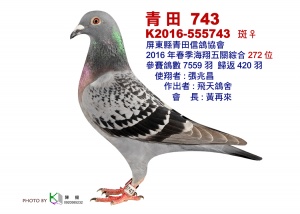 16-555743 ♀