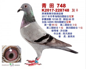 17-228748 ♀
