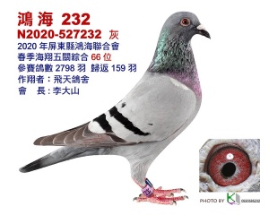 20-527232 ♀