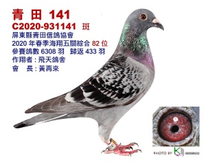 20-931141 ♀