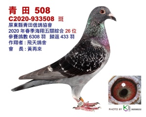 20-933508 ♀
