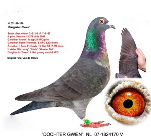 NL07-1824170 ♀