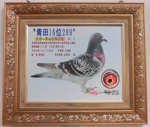 06-549209 ♂