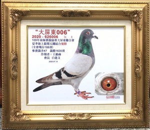 2020-626006 ♂
